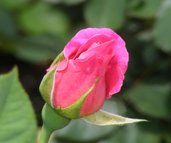 Pink Peace photo pp2014_06170017_zps422fc402.jpg